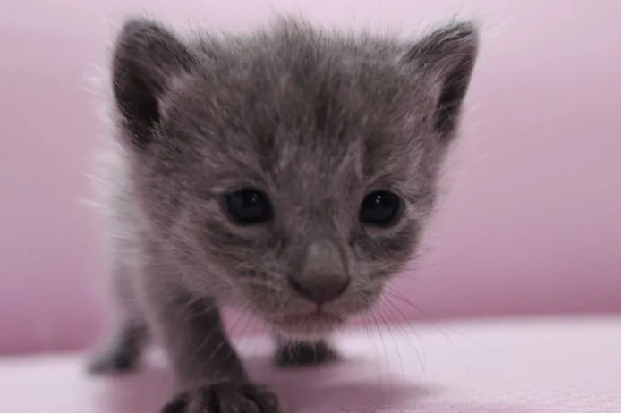 ID：1503-00106の子猫