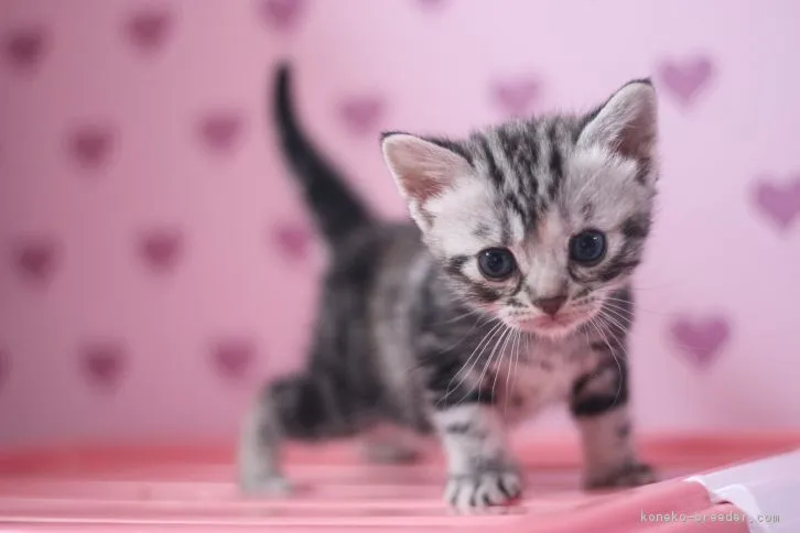 ID:1610-00108の子猫