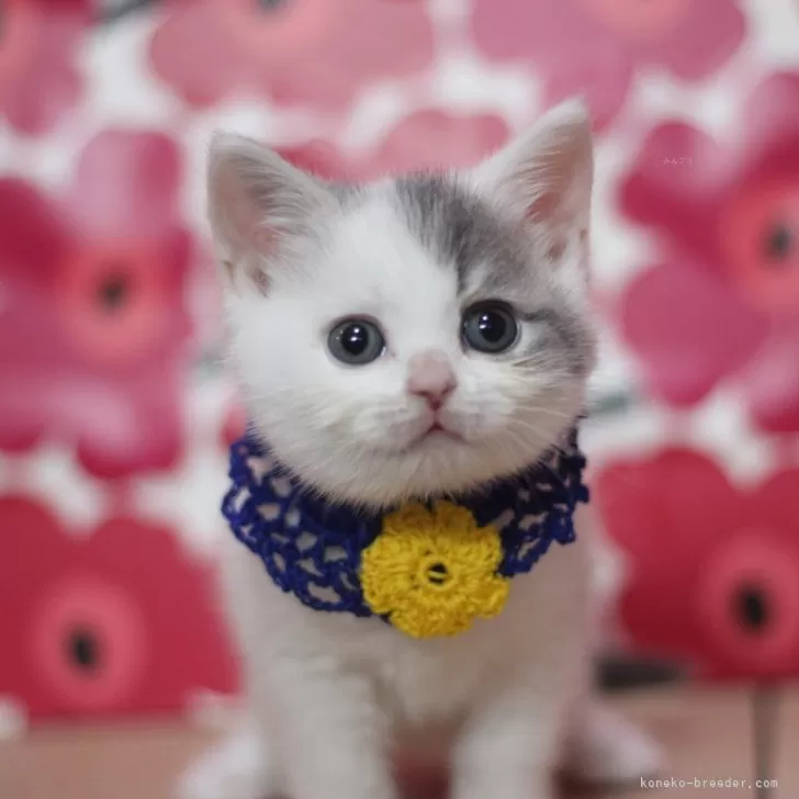 SONA 様のお迎えした子猫