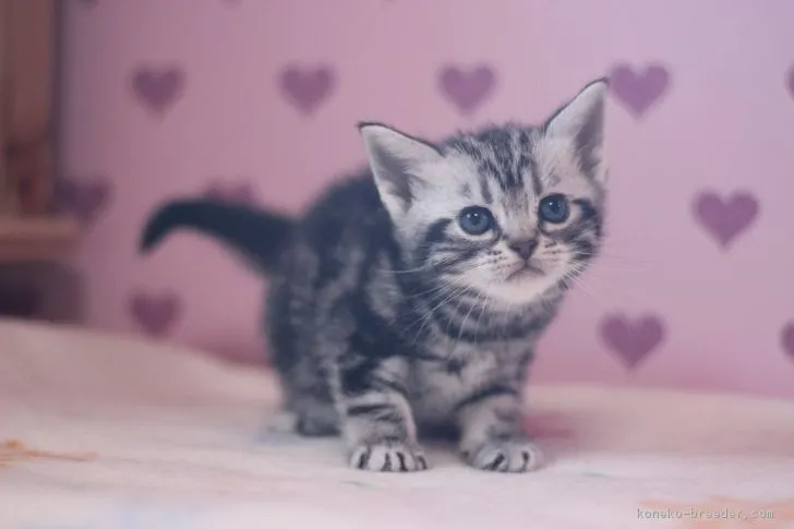 ID：1702-00370の子猫