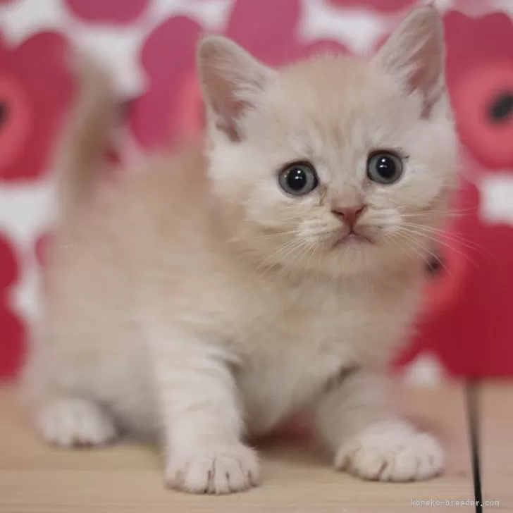 ゆこちん 様のお迎えした子猫