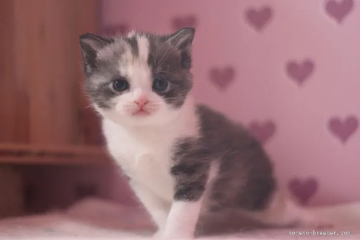 ID:1703-00146の子猫