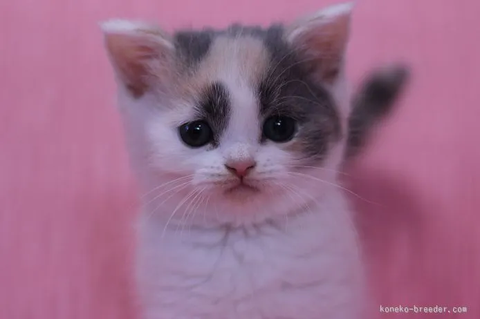 ID:1511-00437の子猫