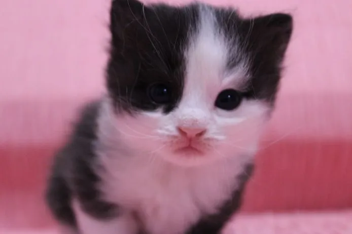 ID:1502-00031の子猫