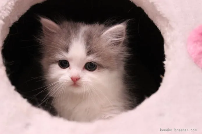 ID:1506-00433の子猫
