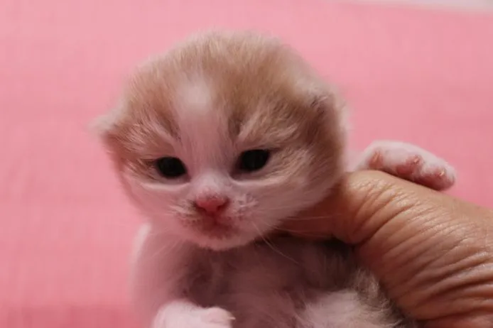 ID：1502-00013の子猫