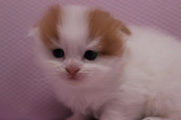 ID:1502-00103の子猫