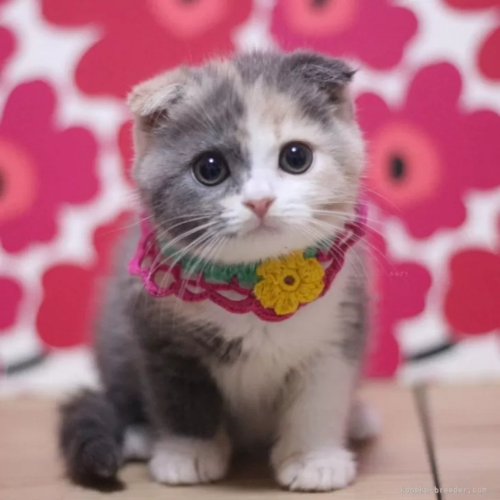ID:2412-01042の子猫
