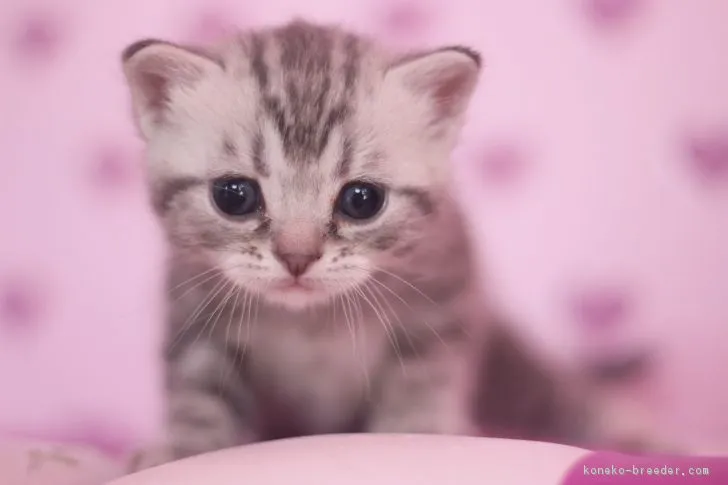 ID:1801-00387の子猫