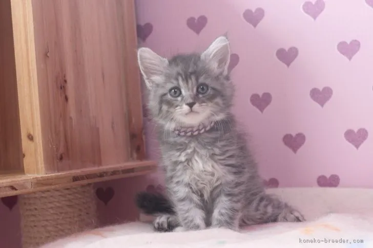 ID:1705-00781の子猫