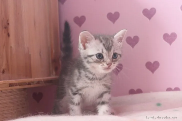 ID:1705-00784の子猫