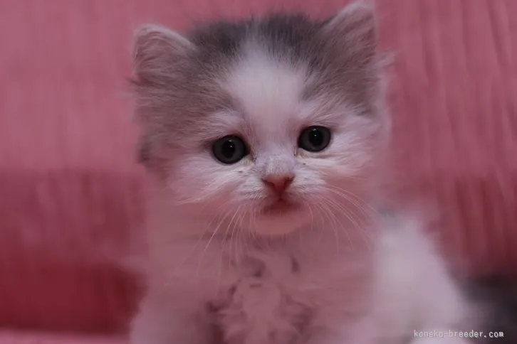 ID：1512-00041の子猫