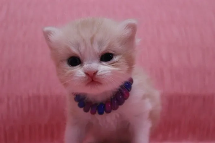 ID：1502-00110の子猫