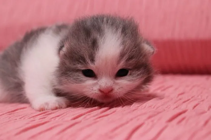 ID：1502-00014の子猫