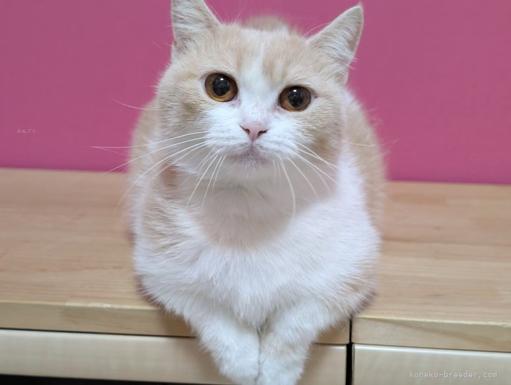 マンチカン【・女の子・2023年2月18日・クリームタビー&amp;ホワイト】