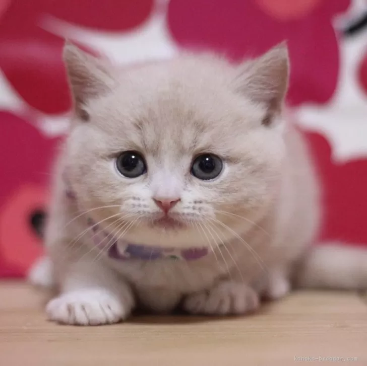 ID:2411-01879の子猫