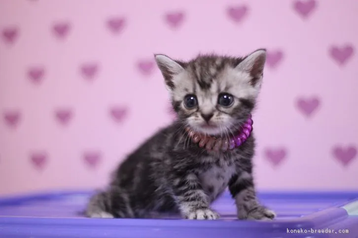 ID：1610-00827の子猫