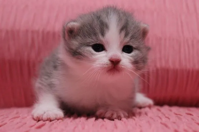 ID:1502-00010の子猫