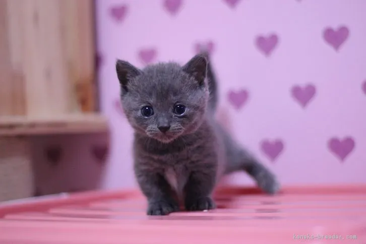ID:1609-00240の子猫