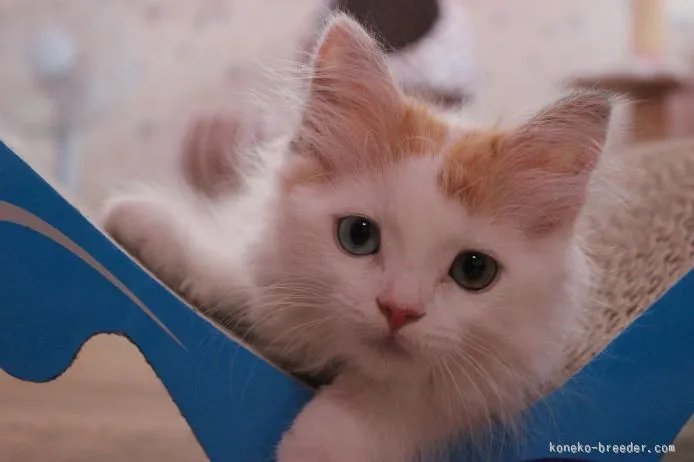 ID：1506-00396の子猫