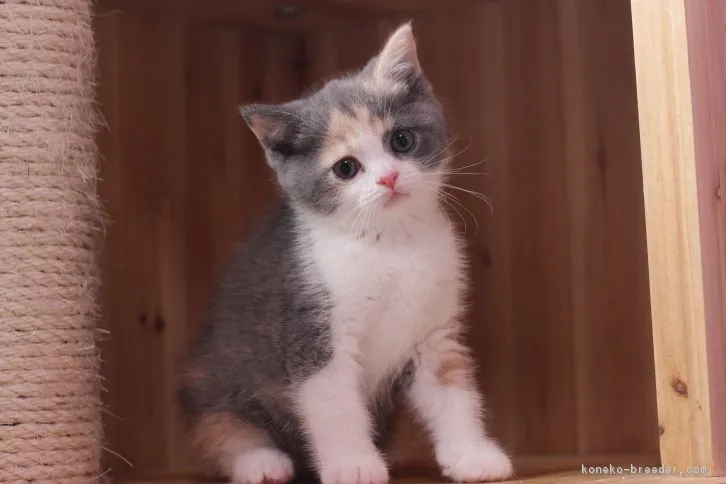 ID:1607-00839の子猫