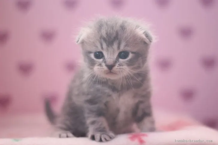 ID:1702-00250の子猫