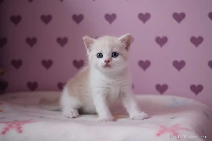 ID:1703-00508の子猫