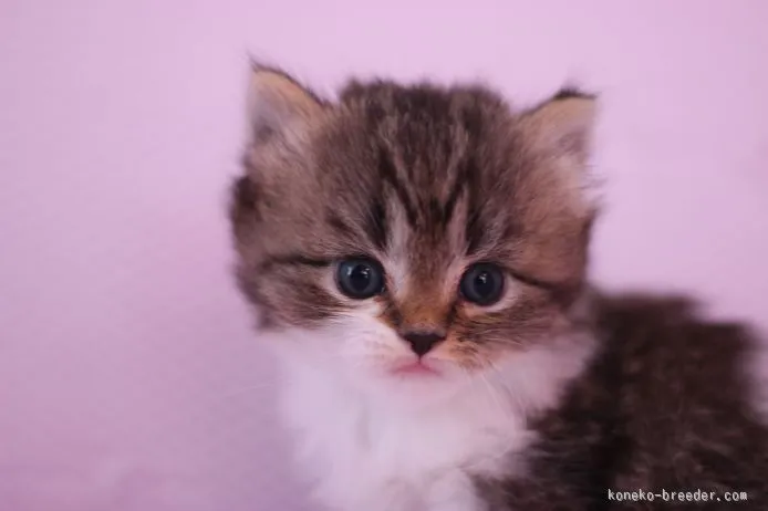 ID：1510-00609の子猫