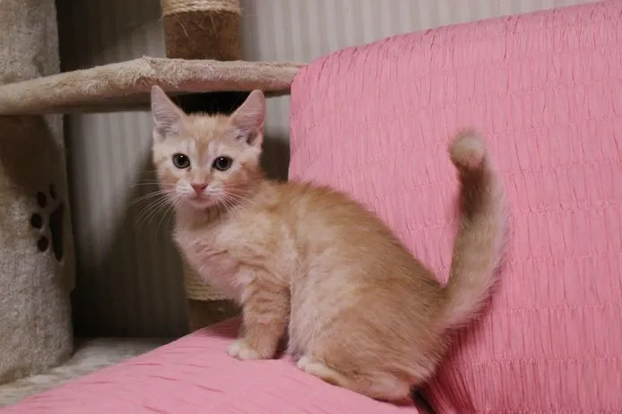 Y.A 様のお迎えした子猫