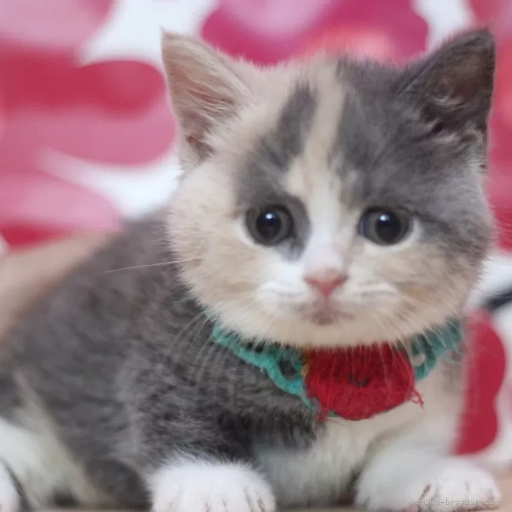N.M 様のお迎えした子猫