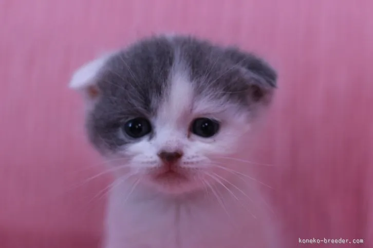 ID：1512-00144の子猫