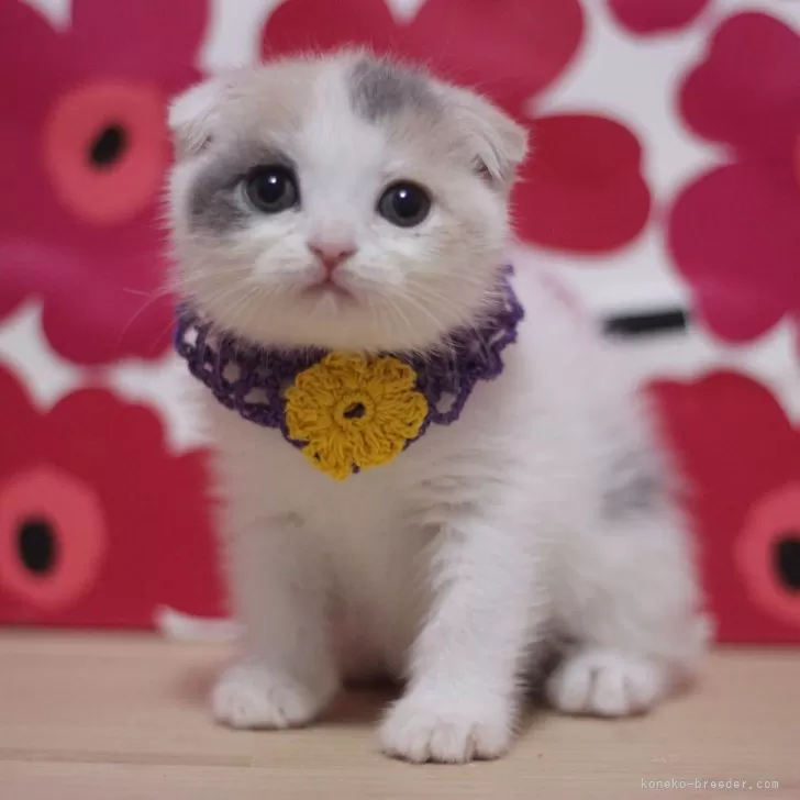 E 様のお迎えした子猫