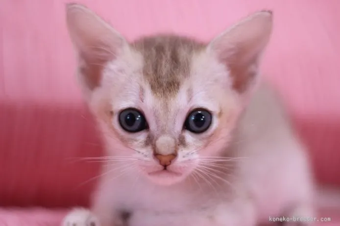 ID:1509-00584の子猫