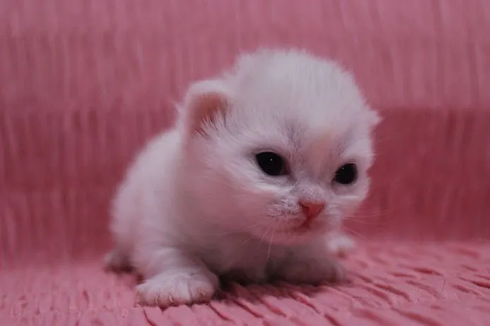ID:1502-00109の子猫