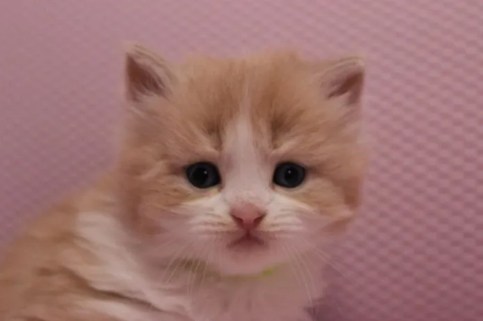 ID：1502-00106の子猫