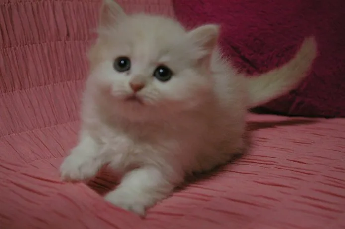 ID：1411-00236の子猫