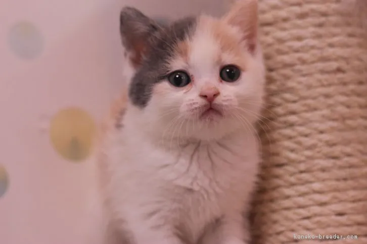 efi 様のお迎えした子猫