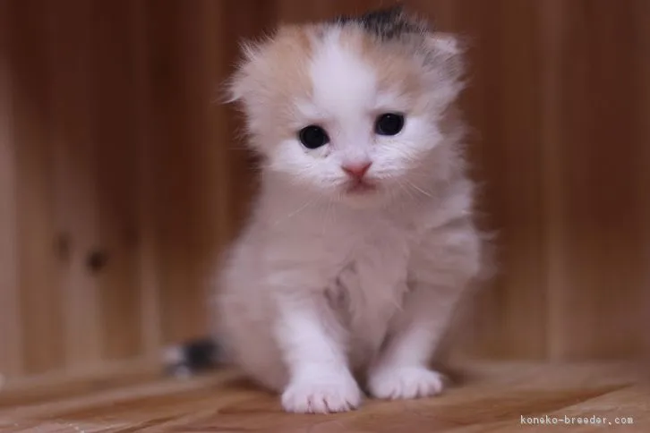 ID:1608-00525の子猫