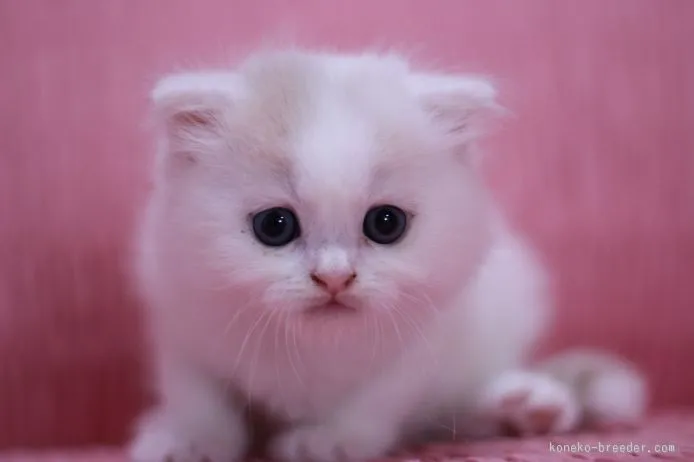 ID：1509-00165の子猫