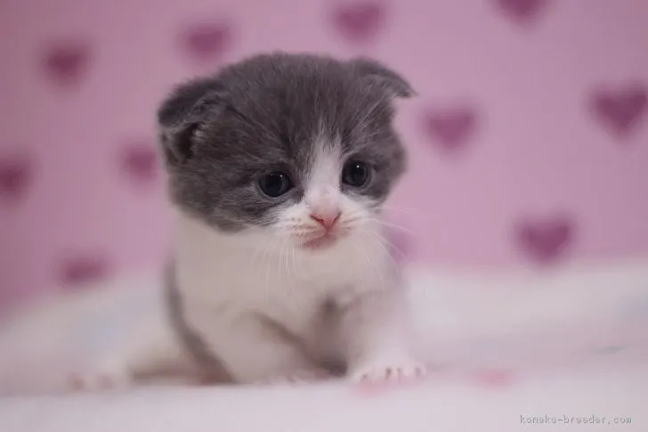 ID:1612-00641の子猫