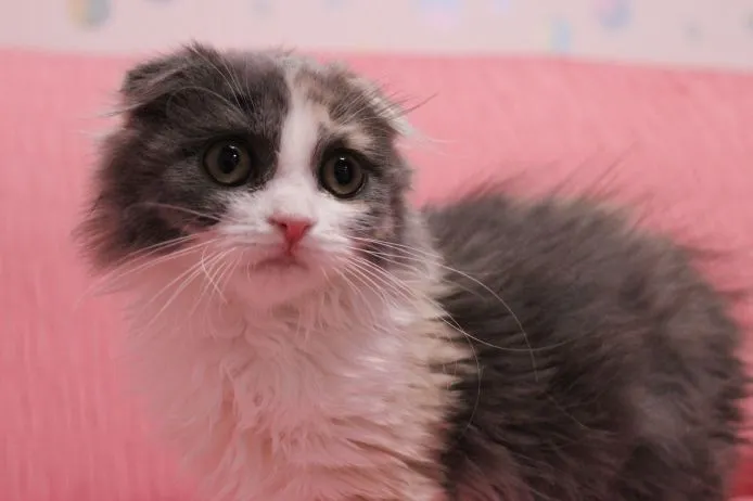 ID：1411-00202の子猫