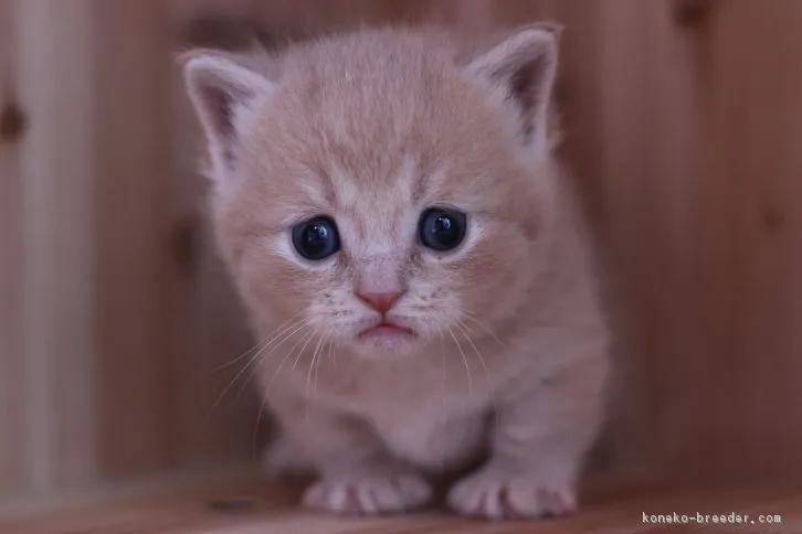 ID:1607-00519の子猫