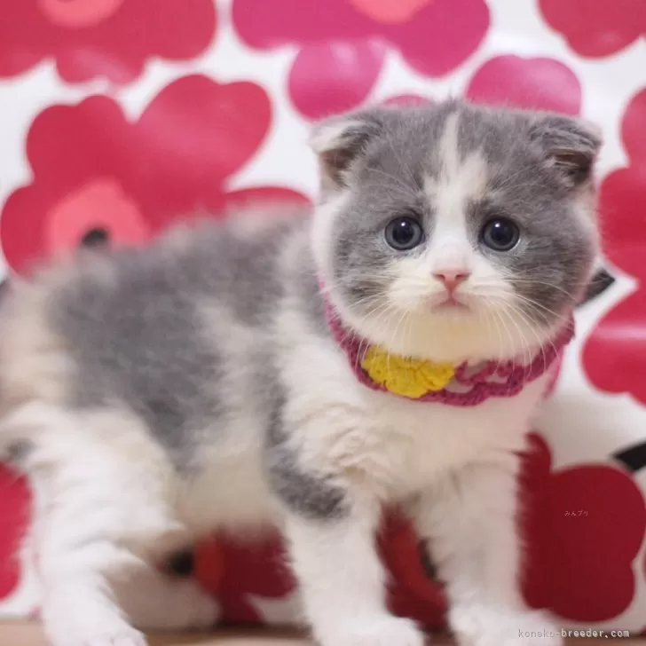 ID:2401-01977の子猫