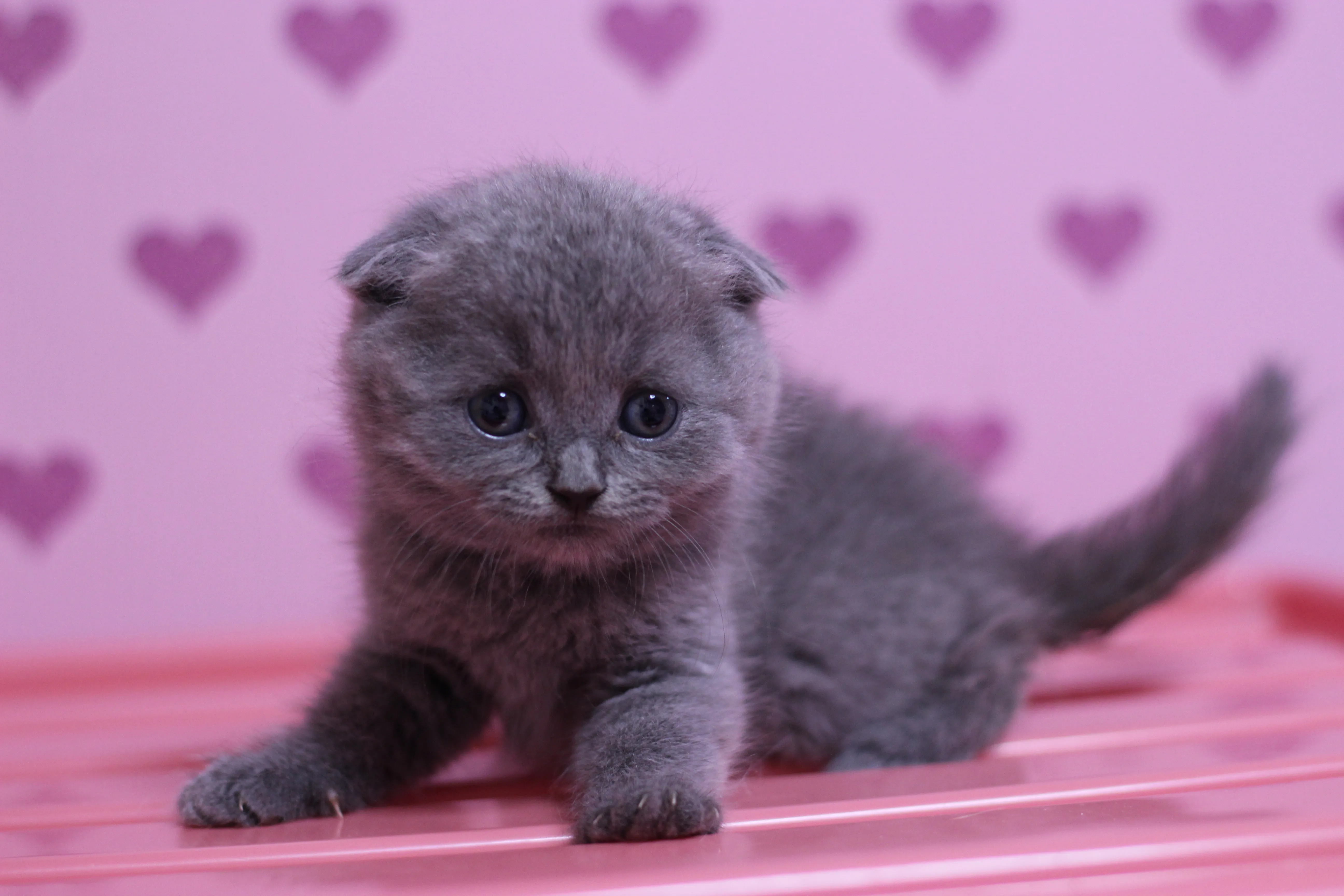 ID:1608-00436の子猫