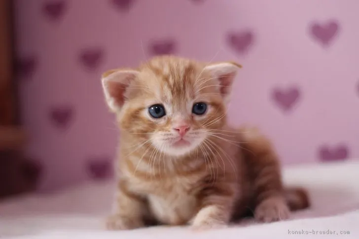 ID：1704-00013の子猫