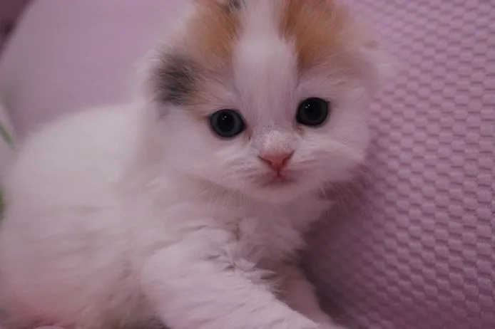 ID:1506-00397の子猫