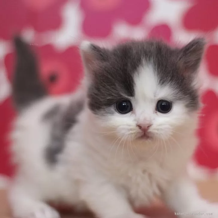 H.S 様のお迎えした子猫