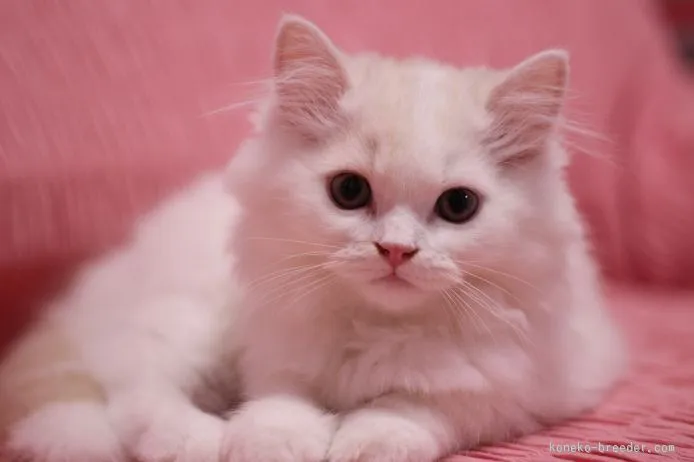 ID：1508-00329の子猫