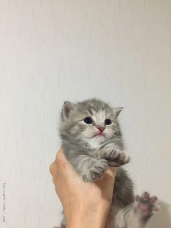 ID：1705-00040の子猫