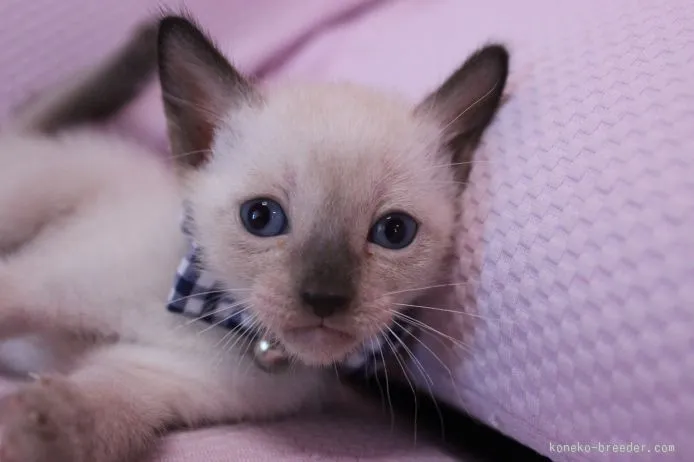 ID：1507-00285の子猫